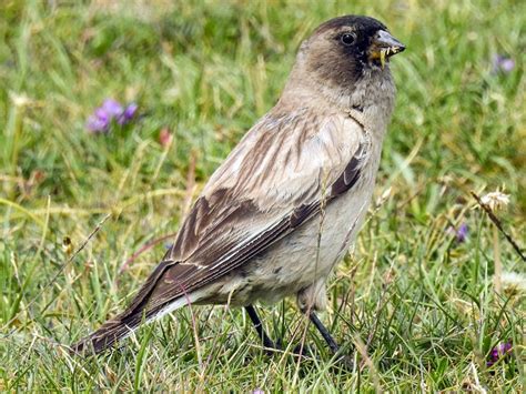 Black Headed Mountain Finch Ebird