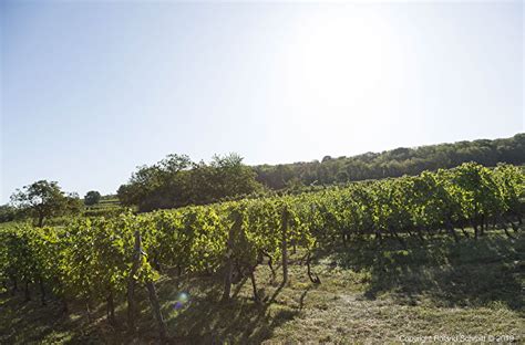 Domaine Roland Schmitt Mossig Vignoble Tourisme