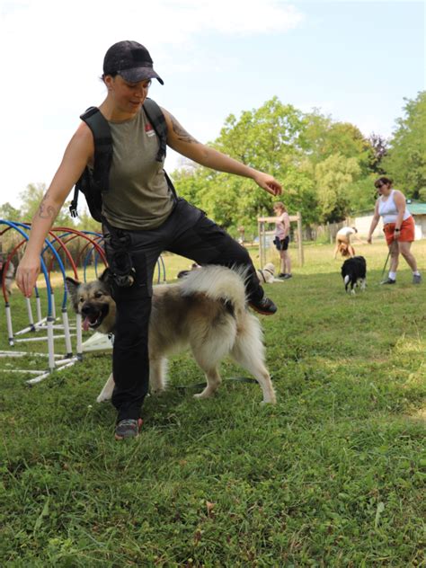 Ducation Canine S Ances Collectives Trept L Isle Aux Chiens