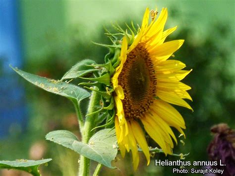 Medicinal Plants Helianthus Annuus Sunflower