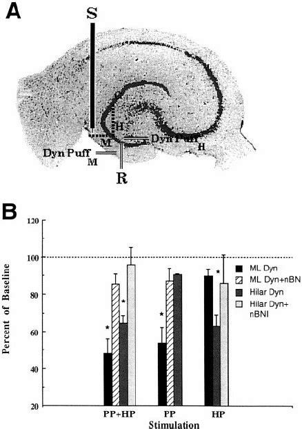 Inhibition Of Hilar And Perforant Path Excitation Of Hippocam Pal