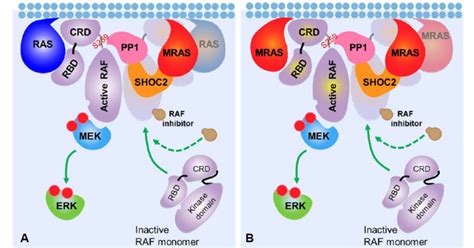 New study finds classical RAS proteins are not essential for RAF ...