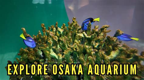 Kai Yu Kan Explore The Wonders Of Osaka Aquarium A