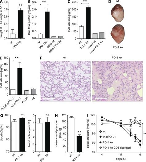 Pd Ko Mice Exhibit Systemically Increased Vascular Permeability A