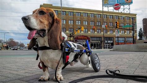 Life With A Wheelchair Bound Basset Hound