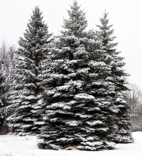 Evergreen Tree In Winter