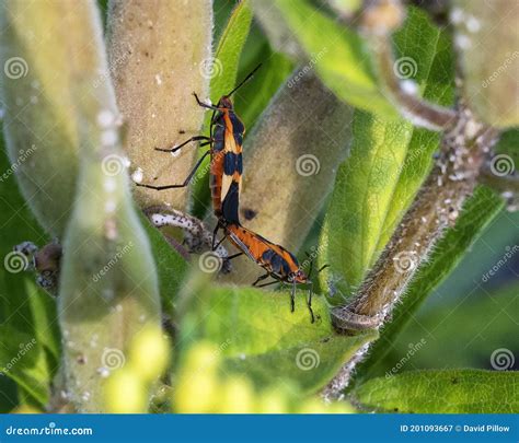 Large Milkweed Bugs Mating On An Unusual Flower In Dallas Texas Stock Image Image Of