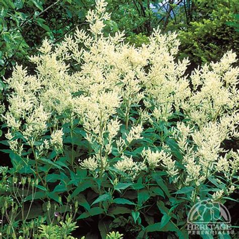 Plant Profile For Persicaria Polymorpha White Fleeceflower Perennial