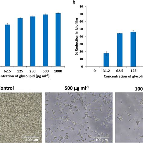 Antibiofilm activity of glycolipid on biofilm formation (a) and ...