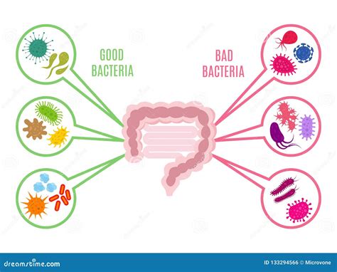 Poster of Intestinal Flora Gut Health Vector Concept with Bacteria and ...