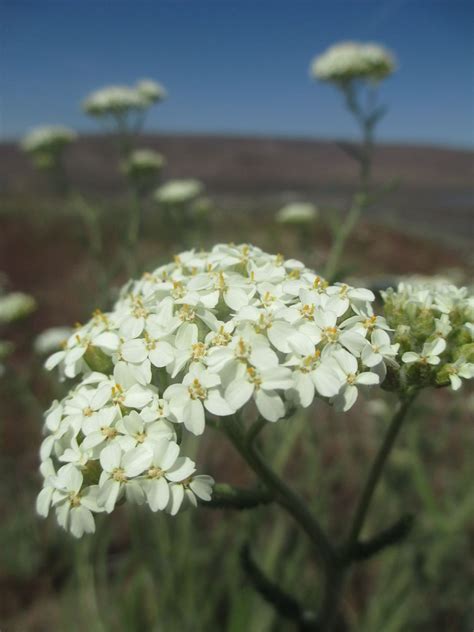 Elise Krohn Wild Foods And Medicines — Explore Pacific Northwest