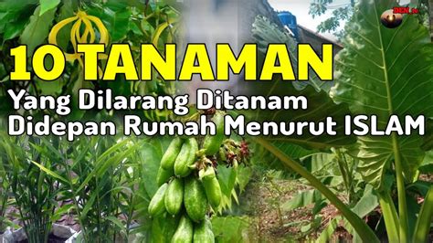 HATI HATI INILAH 10 TANAMAN YANG DILARANG DITANAM DIDEPAN RUMAH