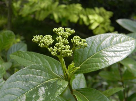 Viburnum Nudum Possumhaw Viburnum Smooth Witherod Southern Wild