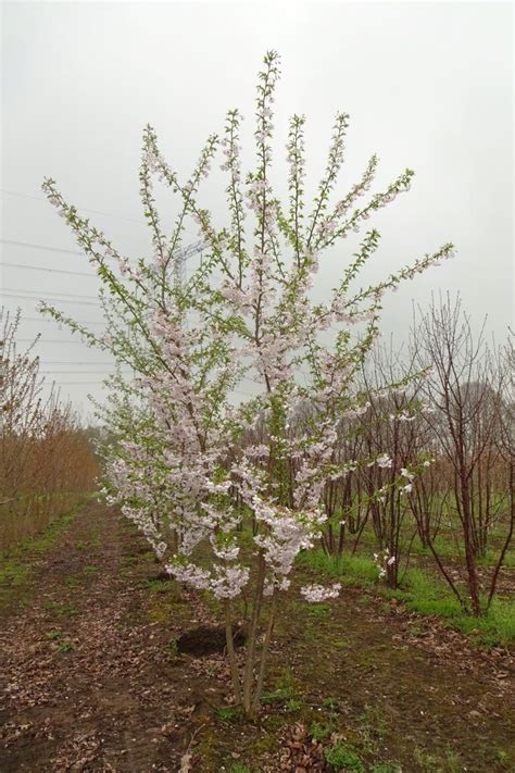 Catalpa Bignonioides Aurea Ruud Van Den Berk