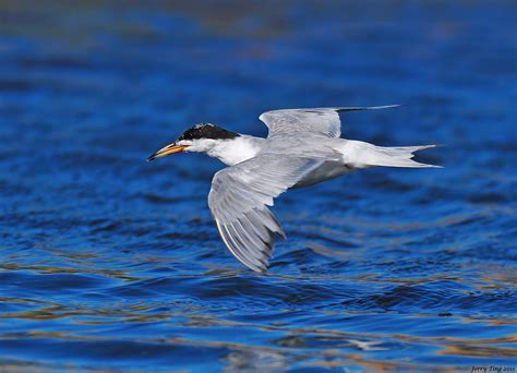 Forsters Tern Coyote Hills Regional Park Fremont Califor Jerry Ting Flickr