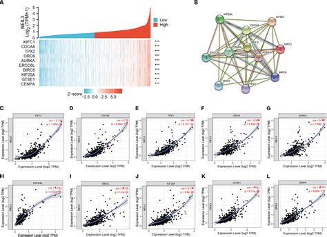 Frontiers Prognostic Biomarker Neil3 And Its Association With Immune Infiltration In Renal