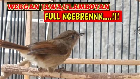 Suara Burung Flamboyan Gacor Full Nembak Ngebren Wergan Jawa Alcippe