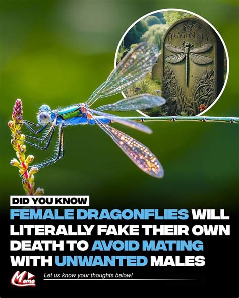 Did You Know Dragon Female Dragonflies Will Literally Fake Their Own Death To Avoid Mating With