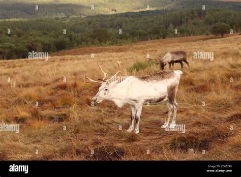 Reindeer In Scottish Highlands Stock Photo Alamy