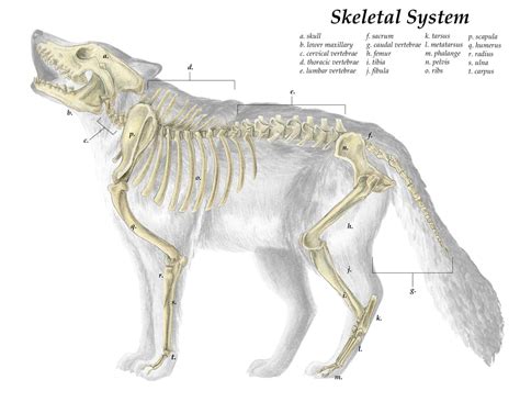 Grey Wolf Skeletal System Scientific Illustration Digital Etsy