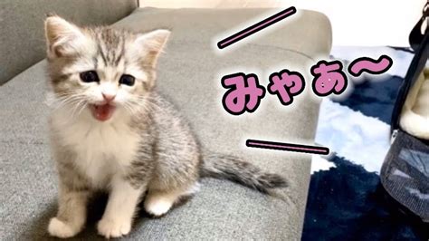 初めて家に来た子猫の鳴き声がかわいい えちえちyoutubeディィースンシィ