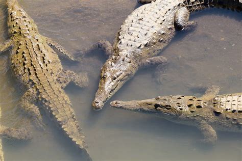 Notas De Un Viajero Los Cocodrilos Del Río Tárcoles Y Las Playas De