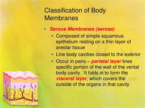 Ppt Skin And Body Membranes Powerpoint Presentation Free Download Id 2291730