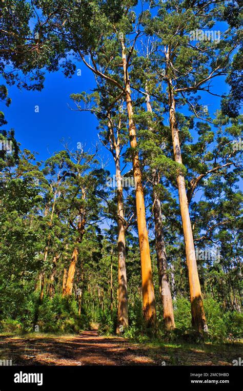 Forest Of Tall Karri Trees Eucalyptus Diversicolor In Porongurup