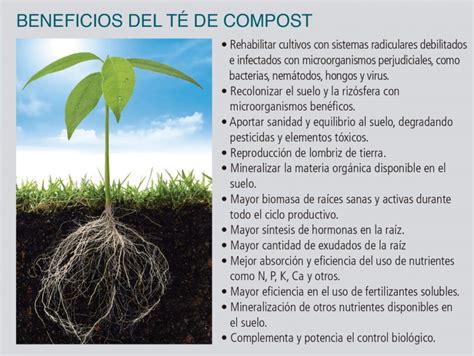 Beneficios Del Compost En La Agricultura Colombia Verde