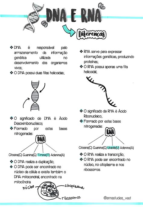 Dna E Rna Mapa Mental