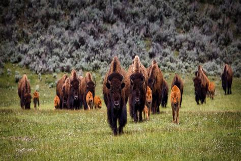 10 Interesting Facts About Yellowstone National Park Depth World