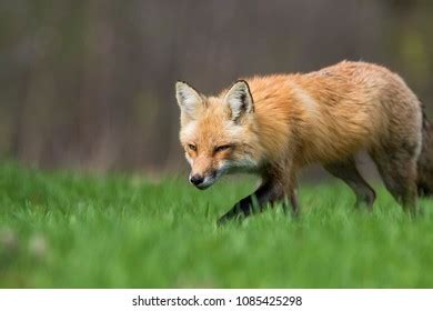 Closeup Male Red Fox Hunting Stalking Stock Photo 1818505937 | Shutterstock