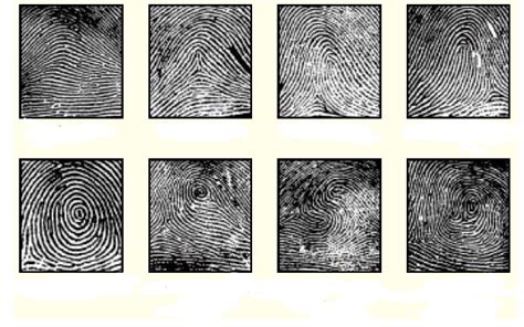 Fingerprint Analysis FIngerprints Only Diagram Quizlet