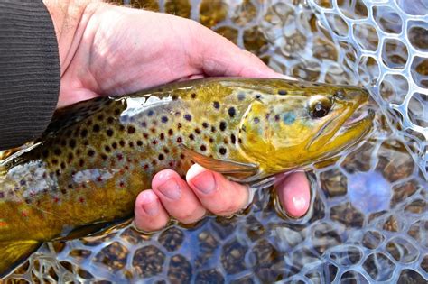 S Platte River Fishing Reports