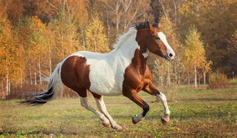 10 Fun Facts About the American Paint Horse - Helpful Horse Hints