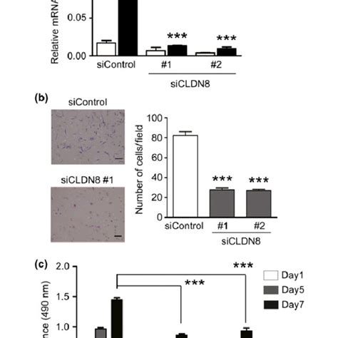 Knockdown Of Cldn Reduces Growth And Migration Of Lncap Prostate