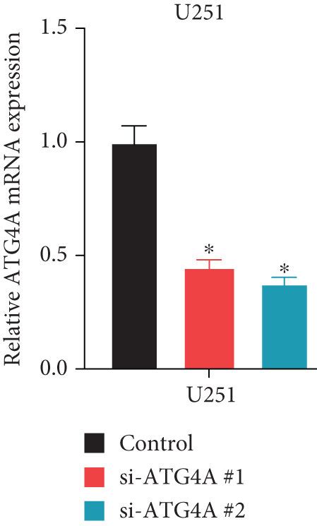 Atg B Knockdown Inhibits The Malignant Phenotypes Of Gbm A B Atg B