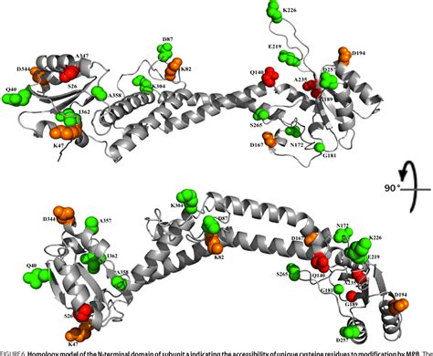 Figure 1 From Structural Analysis Of The N Terminal Domain Of Subunit A