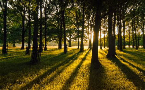 Free Images Landscape Tree Nature Forest Grass Silhouette Light