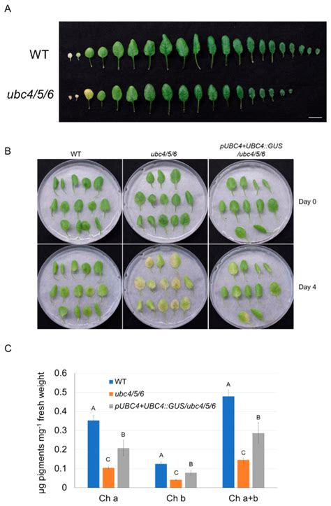 Ijms Free Full Text Arabidopsis Ubiquitin Conjugating Enzymes Ubc4