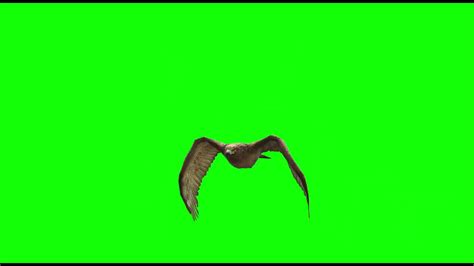 Eagle Flying Green Screen Videos Youtube