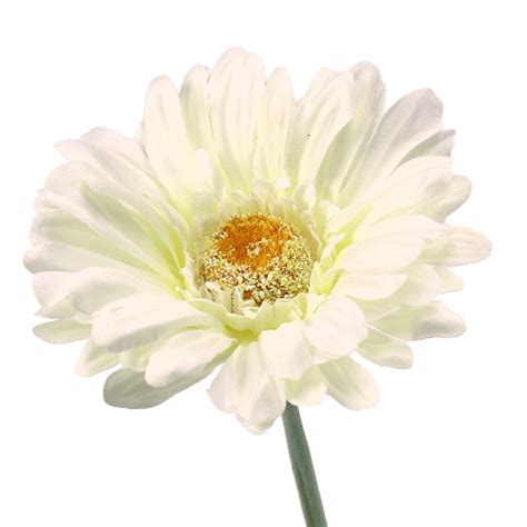 Floristik24 ch Gerbera künstlich creme Ø10cm L60cm 6St