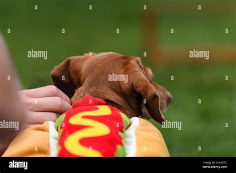 Dachshund in Hot Dog Costume Looks at Hurdles - Dachshund Races Stock ...