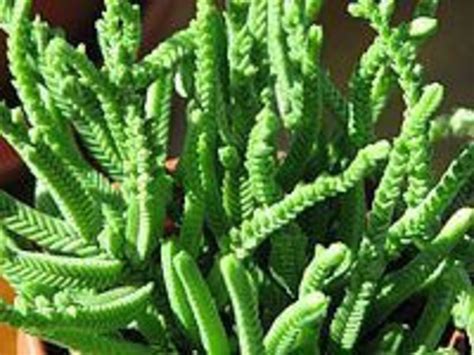 Crassula Muscosawatch Chainsucculent Plantsucculentsindoor Etsy