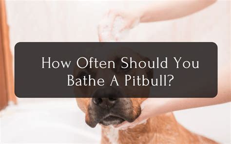 How Often Should You Bathe A Pitbull Do You Know