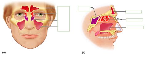 Paranasal Sinuses Diagram Quizlet