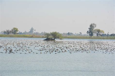 Lakh Bahosi Sanctuary (Kannauj): UPDATED 2020 All You Need to Know Before You Go (with PHOTOS)