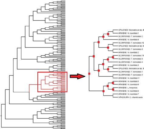 Section Of Cathepsin L Bayesian Phylogeny Including Only Clade