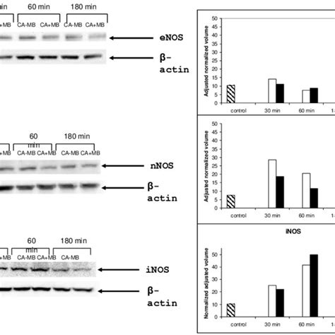 Expression Of Enos Nnos And Inos By Western Blot Analysis Protein Download Scientific Diagram