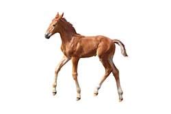 Colt definition and meaning | Collins English Dictionary